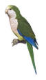 Monk parakeet